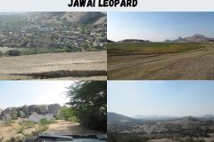 KFRPL COMPANY TOUR JAWAI LEOPARD